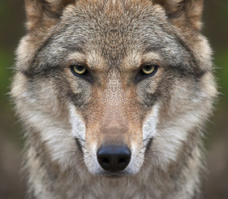 Wolf-Alarm! Großer Wolf direkt an Schulbushaltestelle gesehen! Angst und Sorge der Anwohner wächst