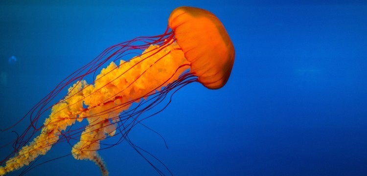 Quallen-Horror! Alarm an der Ostsee - Zahlreiche Badegäste durch Feuerquallen verletzt