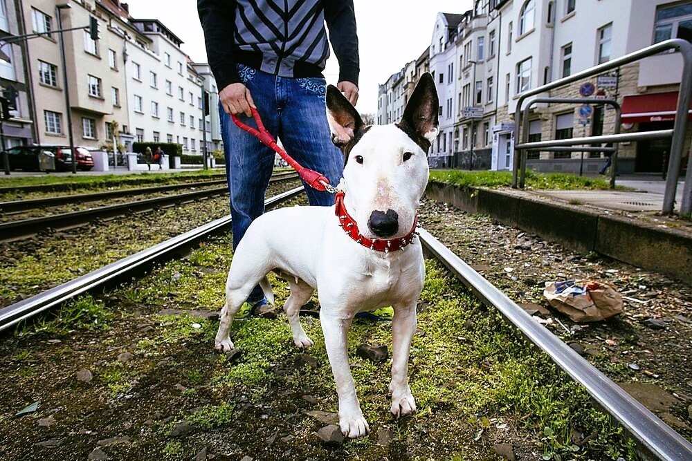 Postbotin von 5 Hunden zerfleischt! Tödlicher Angriff an der Haustür - Sie wollte nur die Post ausliefern!